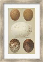 Framed Antique Bird Egg Study III