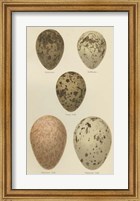 Framed Antique Bird Egg Study IV