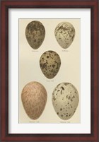 Framed Antique Bird Egg Study IV