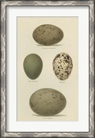 Framed Antique Bird Egg Study V