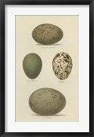 Framed Antique Bird Egg Study V
