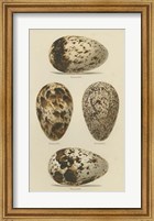 Framed Antique Bird Egg Study VI