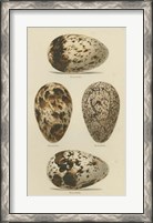 Framed Antique Bird Egg Study VI