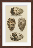 Framed Antique Bird Egg Study VI
