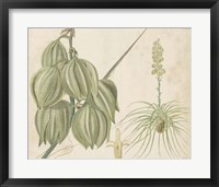 Tropical Curtis Botanical I Framed Print