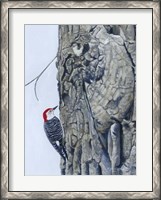 Framed Red Bellied Woodpecker I