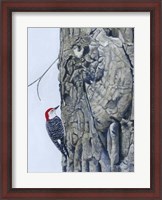 Framed Red Bellied Woodpecker I