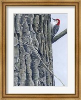 Framed Red Bellied Woodpecker II