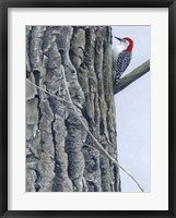 Red Bellied Woodpecker II Framed Print