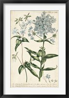 Chambray Botanical II Framed Print