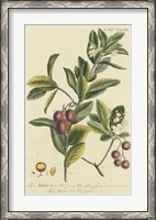Framed Miller Foliage & Fruit I