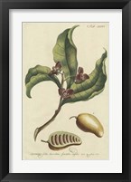 Framed Miller Foliage & Fruit II