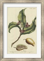 Framed Miller Foliage & Fruit II