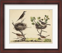 Framed Wrens, Warblers & Nests I
