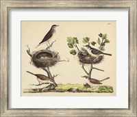 Framed Wrens, Warblers & Nests I