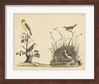 Framed Wrens, Warblers & Nests II