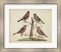 Framed Bull Finches