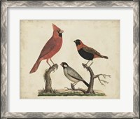 Framed Cardinal & Grosbeak