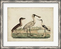 Framed Avocet & Boat-Billed Heron