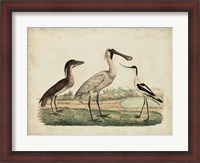 Framed Avocet & Boat-Billed Heron
