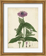 Framed Antique Zinnia