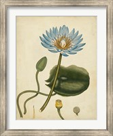 Framed Blue Water Lily