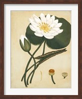 Framed White Water Lily