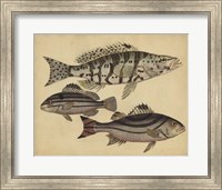 Framed Species of Fish I