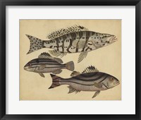 Framed Species of Fish I