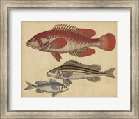 Framed Species of Fish II