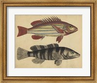 Framed Species of Fish III