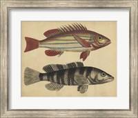 Framed Species of Fish III