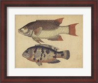 Framed Species of Fish IV