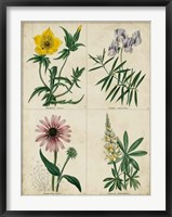 Botanical Grid IV Framed Print