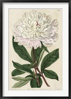 Imperial Floral I Framed Print