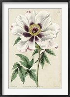 Imperial Floral II Framed Print