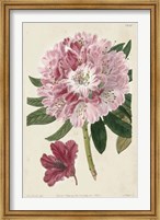 Framed Imperial Floral III