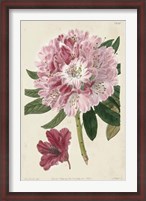 Framed Imperial Floral III