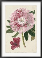 Imperial Floral III Framed Print