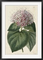 Imperial Floral IV Framed Print