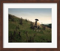 Framed Wooly Friends II