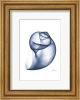 Framed Indigo Water Snail
