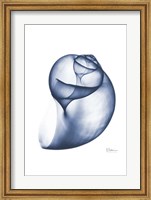 Framed Indigo Water Snail