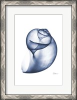 Framed Indigo Water Snail