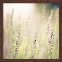 Framed Lavender Fields