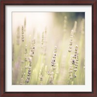 Framed Lavender Fields