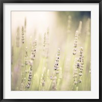 Framed Lavender Fields