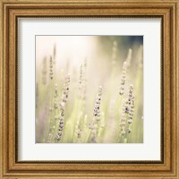 Framed Lavender Fields