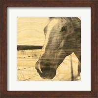 Framed Portrait of a Horse