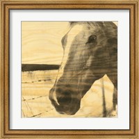 Framed Portrait of a Horse